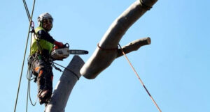 napier arborist services man at work