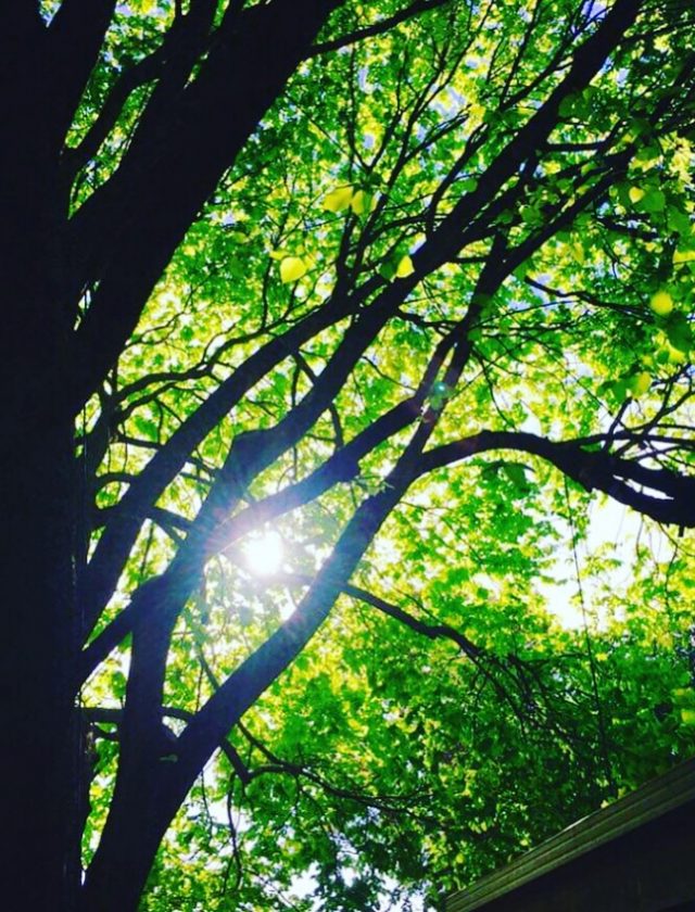 Tree Removal Napier Arborist Hawkes Bay Tree Services