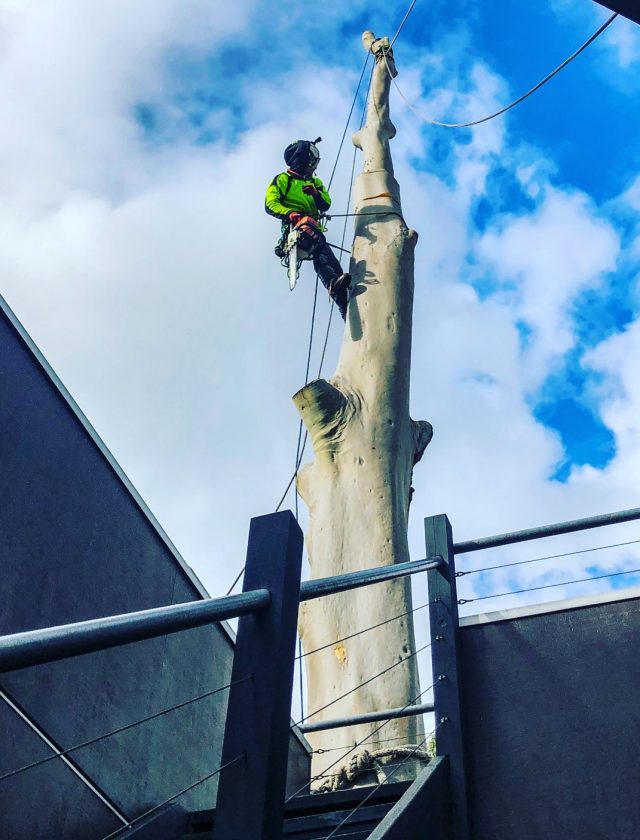 tree-cutting-professionals-at-work-in-napier