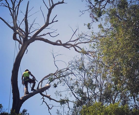tree-getting-removed-napier