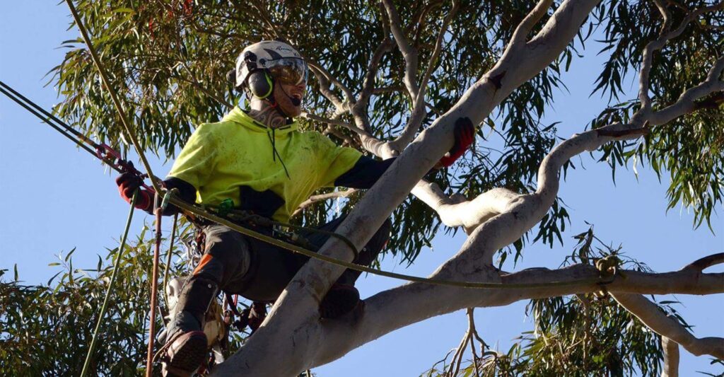 man doing tree removal napier