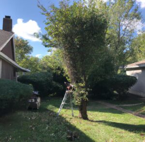 trees being pruned and trimmed