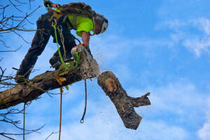 arborist-napier